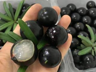 嘉宝果多少钱一斤2016（又贵又好吃的果子）
