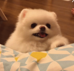 狗狗的价格及图片（养狗首选的3种狗）