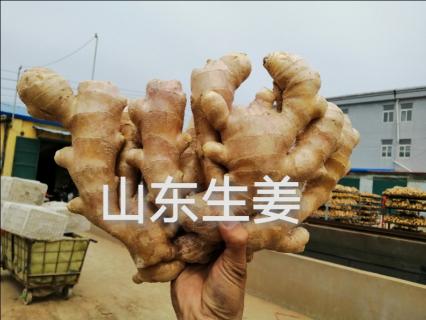 黑埠子最新價格生姜（今日山東安丘黑埠子生姜價格漲）