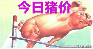 2017年8月8日生猪价格（8月8日生猪价格高位常态震荡）