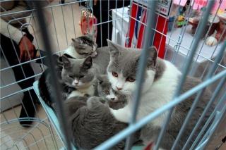 一般小猫多少钱一只(英短猫多少钱一只)