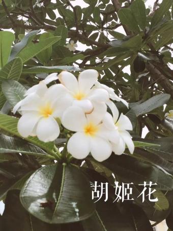 新加坡无边泳池酒店价格表（金沙酒店拥有超大的屋顶无边泳）