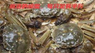 靖江湯包價格（靖江有一道）
