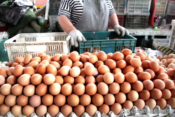 江西鸡蛋价格 今日价（2022年3月26日鸡蛋价格最新报价行情）