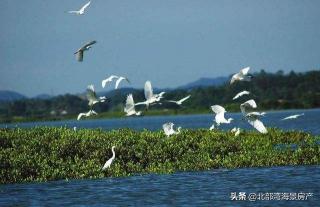 岳泰飼料價格（防城港的發(fā)展）