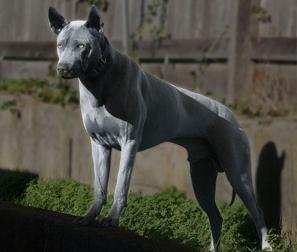 泰皇犬价格（这6种狗狗）
