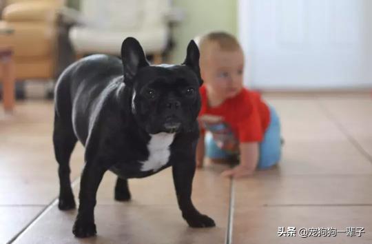 维希拉猎犬价格（如果您不开心）