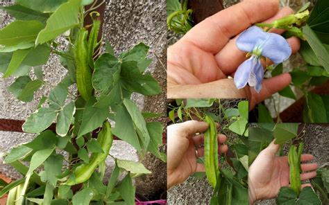 四棱豆種子價格（陽臺上輕松種植食物）