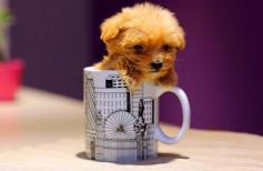 棉花狗价格及图片（最常见的6种宠物犬最新价格标准）