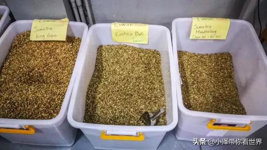 巴厘岛公豆咖啡价格（探秘印度尼西亚咖啡工厂）