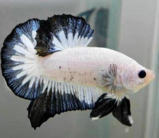 黄金胡子鱼价格（不怕缺氧的观赏鱼）