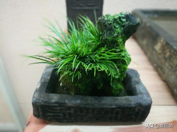 黃金姬菖蒲的價格（蒲壽千年）