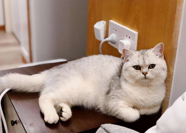 一般小猫多少钱一只（买英短猫）