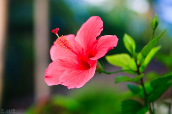 百合花苗批发市场价格（花市遇到3种）