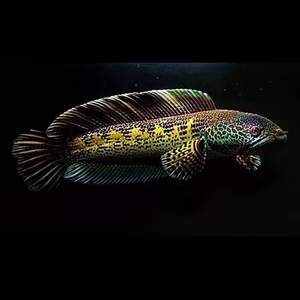 雷龍魚價格排行（想要飼養雷龍魚）