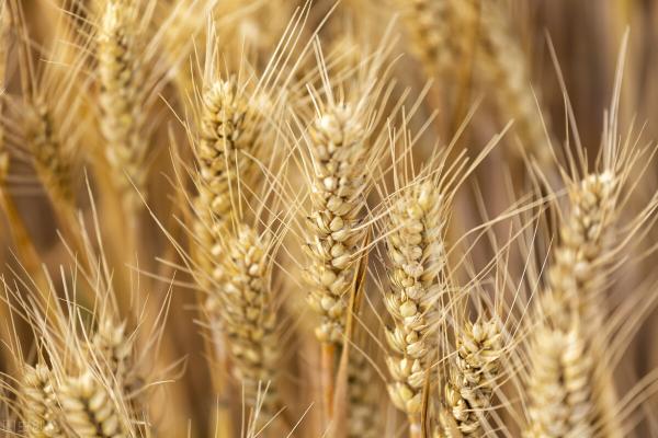 衡水小麦最新价格（5月27日国内各地小麦价格发布）