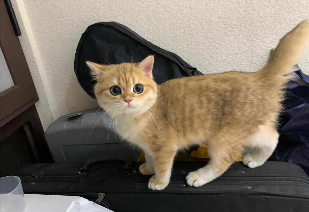 三花猫价格（金渐层价格）