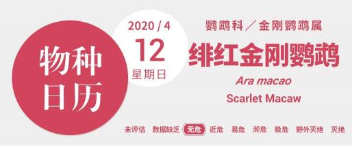2016年大绯胸鹦鹉价格（大航海时代的伴手礼）