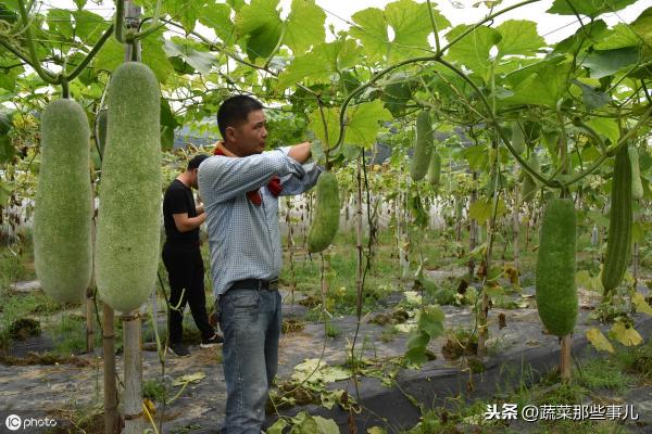 冬瓜价格今天行情（北京新发地菜价）