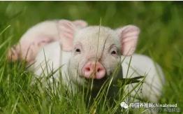 阜新双汇今曰生猪价格（节日提振）