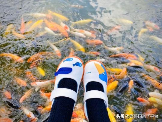 卡通宝贝童鞋价格（我回购过N次的国货童鞋）