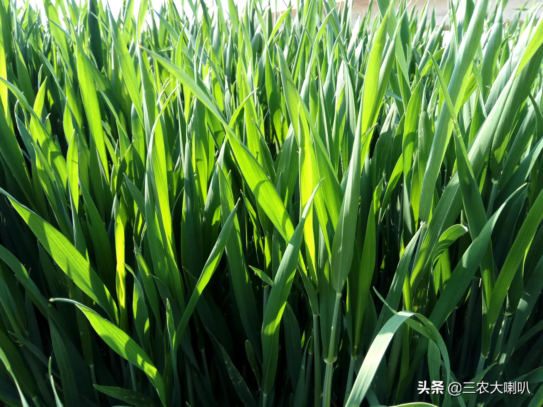 存麦11价格（今年种植小麦）