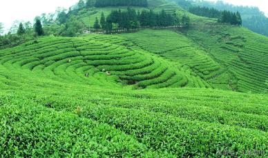 烏蒙韻紅茶價格表（發(fā)展現(xiàn)代特色茶產(chǎn)業(yè)）