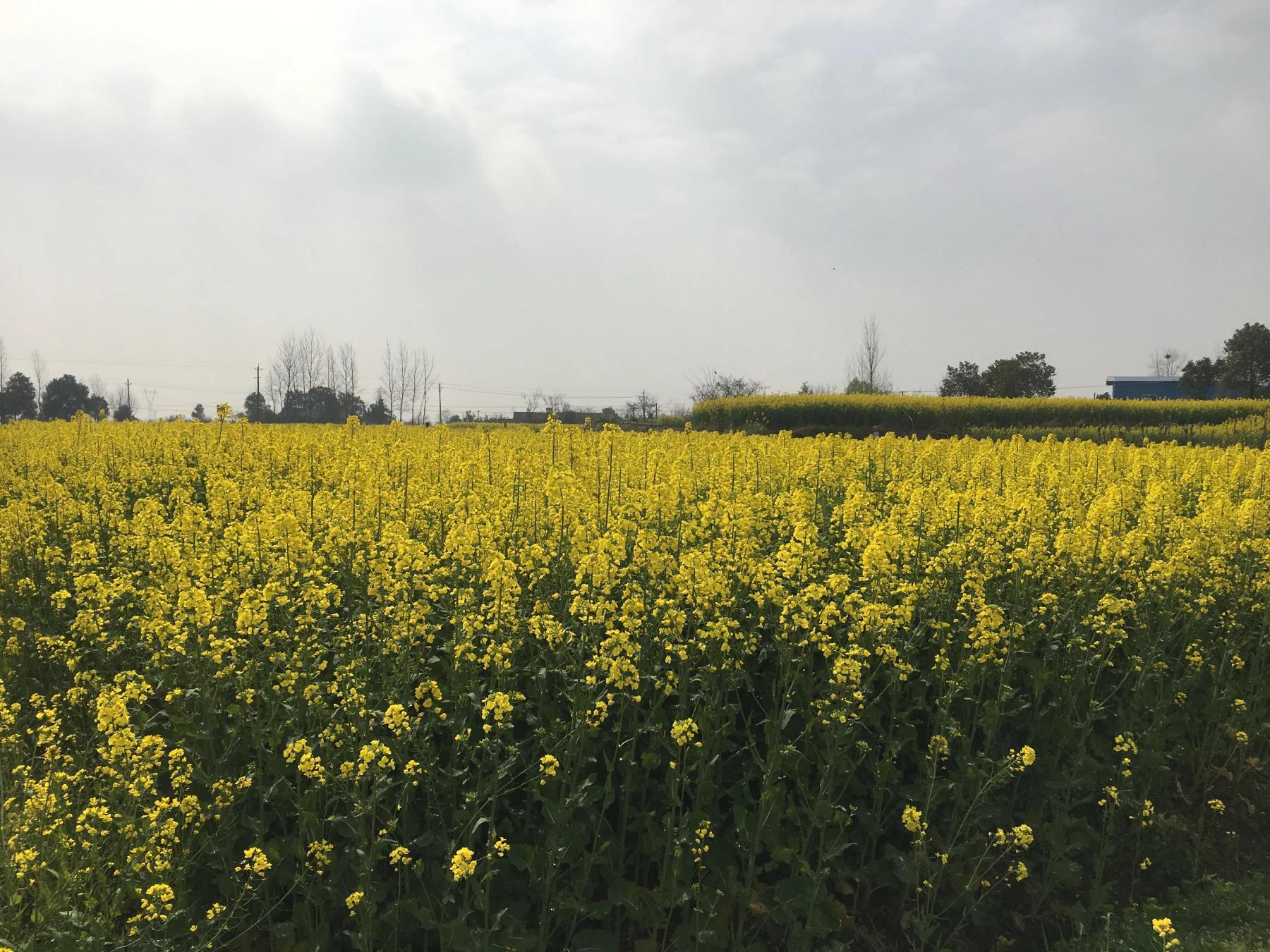 油菜籽价格最新行情（油菜籽价2）