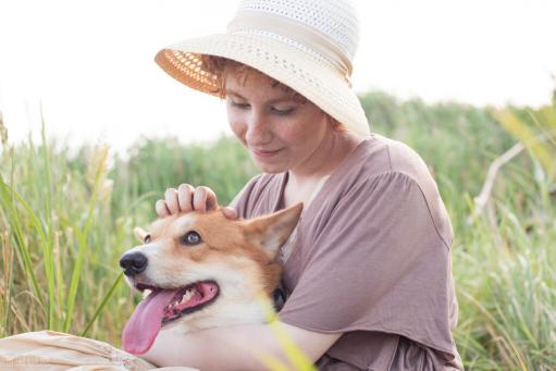 柯基犬价格多少钱一只（柯基犬一般多少钱）