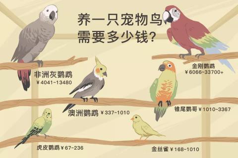 鸟笼子大全图片价格(第二十七课)
