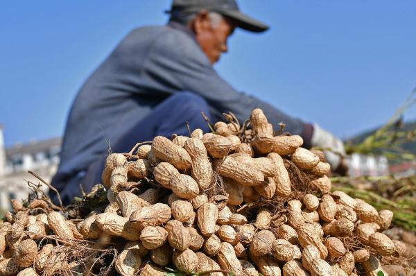 花生米收购价格（花生价格小幅上涨）