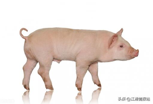 今天生猪价格表（最新价格情报）
