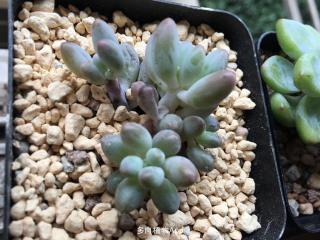 多肉富士价格（这8种多肉最不好养）