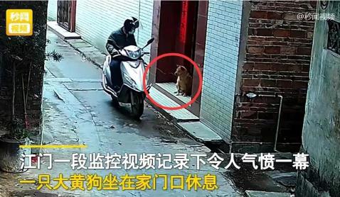 十秒一殺小藥價(jià)格（只是對(duì)著狗噴一下）