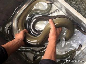 鰻魚價格2016（價值6）