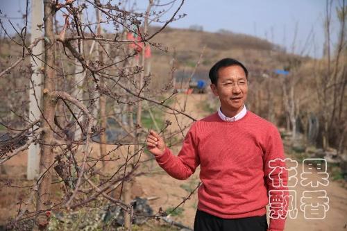 梨树苗一般是什么价格（一位苹果苗木商的错位目标）