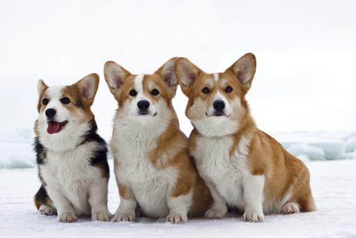 柯基犬价格多少钱一只(柯基多少钱一只)