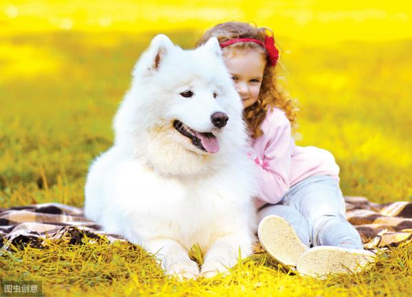 小鹿犬价格多少钱一只（想养狗）