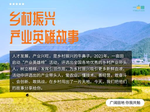 安徽红薯价格（家电转行搞农业）