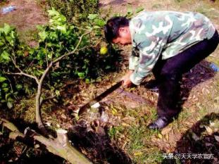 2017年沃柑价格（同样是晚熟柑）