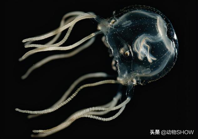 天蚕蛾价格（你知道世界上含有剧毒的10大微型物种吗）