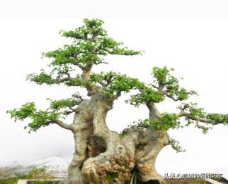 榆树疙瘩价格图片大全（山上挖的榆树疙瘩）