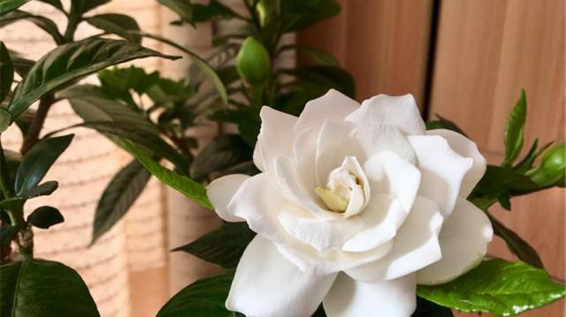 梔子花價格（盆栽梔子花價格差別大）