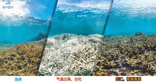 博宇水族箱价格表（海水鱼缸用什么水冷好）