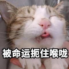 布偶猫的大概价格（公认）