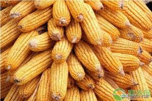 河北饶阳农产品价格（12）
