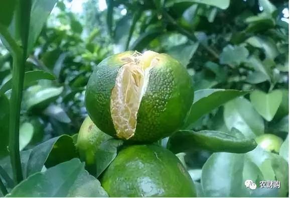 过磷酸钙50公斤价格(提前防裂果)