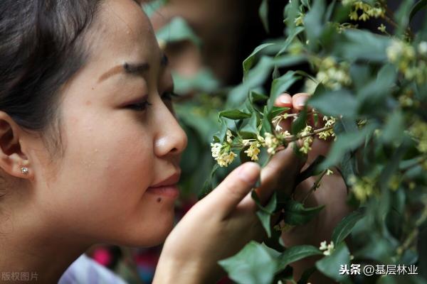 2016桂花树价格表（桂花苗木的几种类型与精准用途）