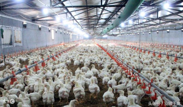 河南肉毛鸡最新价格（肉鸡价格日报）