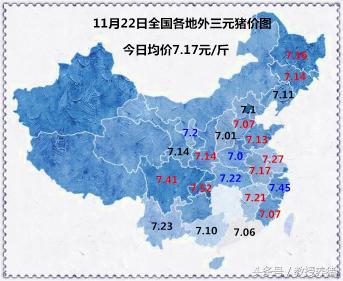明天金锣生猪收购价格（11月22日全国猪价行情）